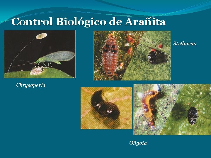 Control Biológico de Arañita Stethorus Chrysoperla Oligota 