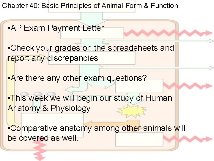 Chapter 40: Basic Principles of Animal Form & Function • AP Exam Payment Letter