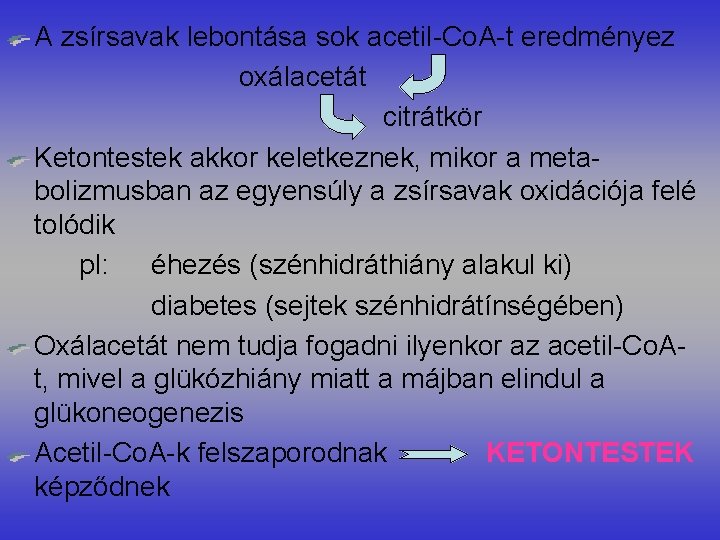 A zsírsavak lebontása sok acetil-Co. A-t eredményez oxálacetát citrátkör Ketontestek akkor keletkeznek, mikor a