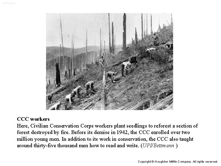 CCC workers Here, Civilian Conservation Corps workers plant seedlings to reforest a section of