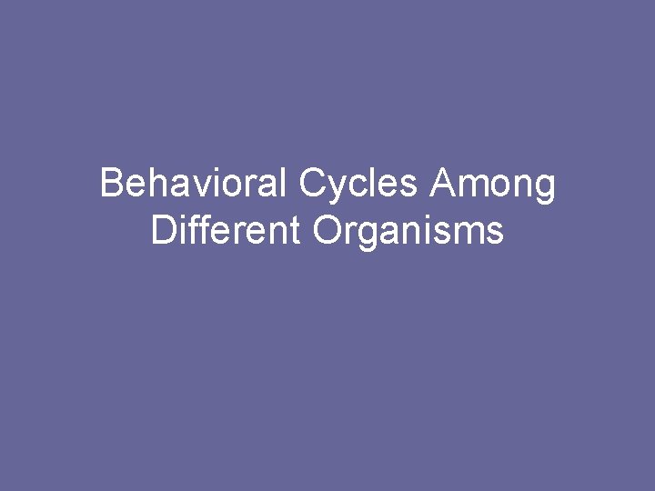 Behavioral Cycles Among Different Organisms 