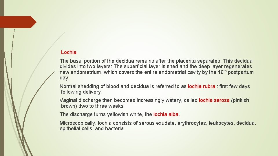 Lochia The basal portion of the decidua remains after the placenta separates. This decidua