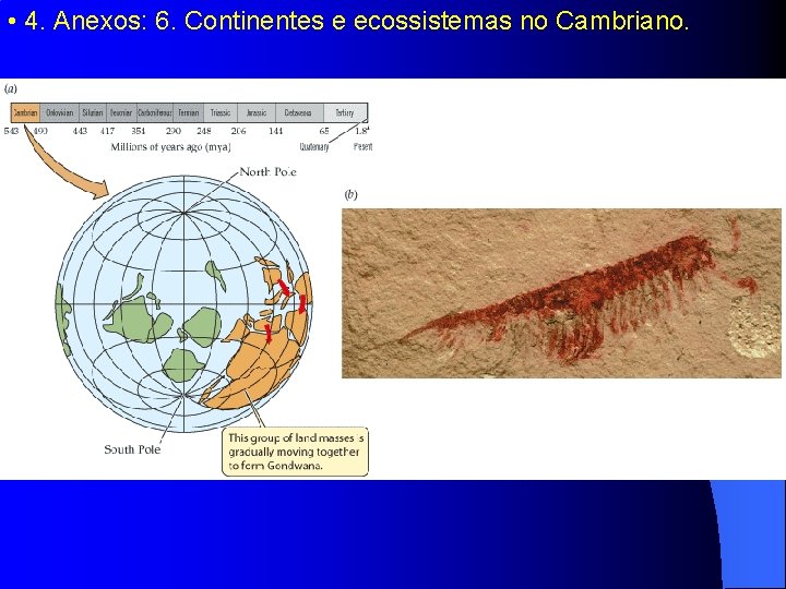  • 4. Anexos: 6. Continentes e ecossistemas no Cambriano. 