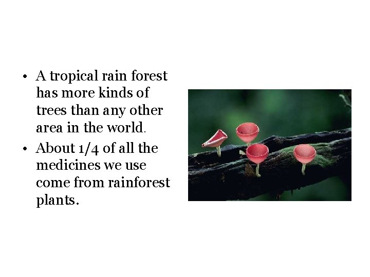  • A tropical rain forest has more kinds of trees than any other