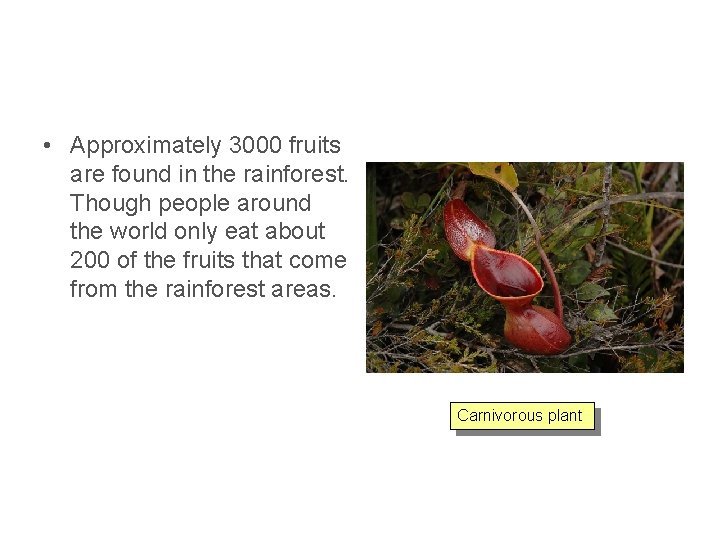  • Approximately 3000 fruits are found in the rainforest. Though people around the