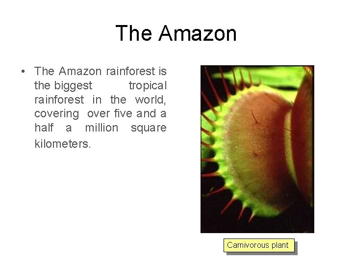 The Amazon • The Amazon rainforest is the biggest tropical rainforest in the world,