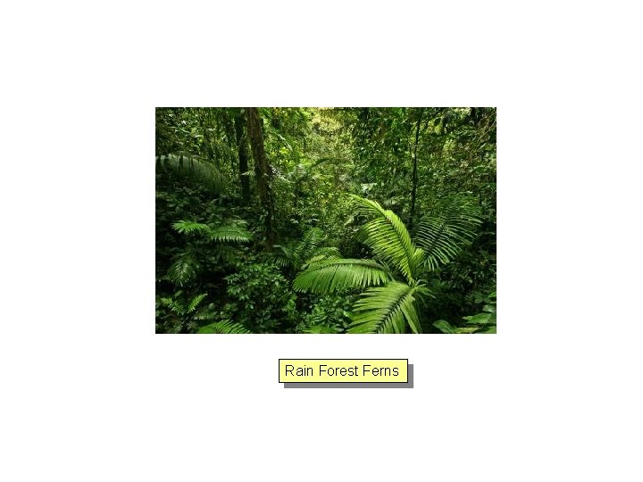 Rain Forest Ferns 