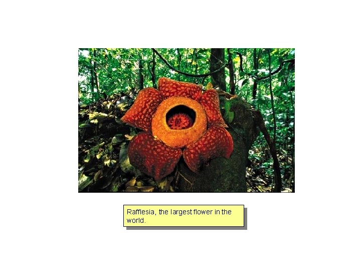 Rafflesia, the largest flower in the world. 