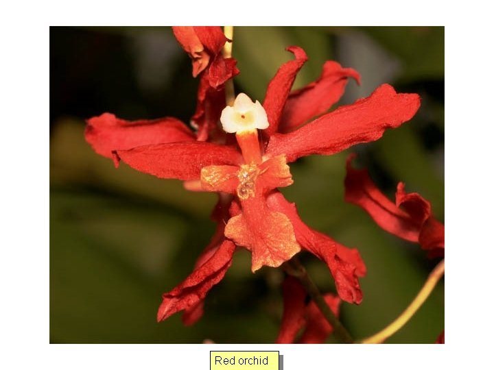 Red orchid 