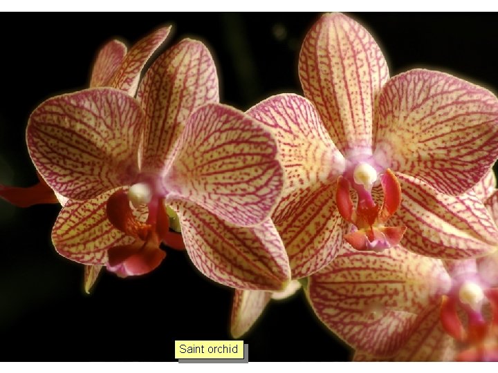 Saint orchid 