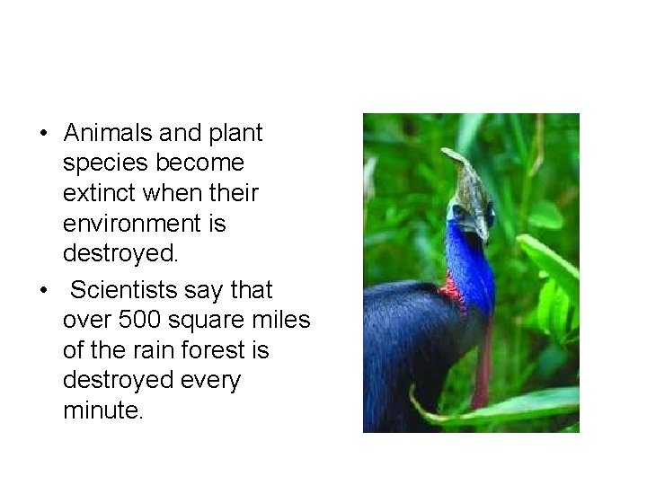  • Animals and plant species become extinct when their environment is destroyed. •