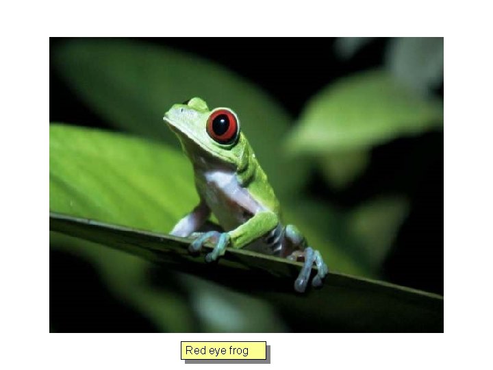 Red eye frog 