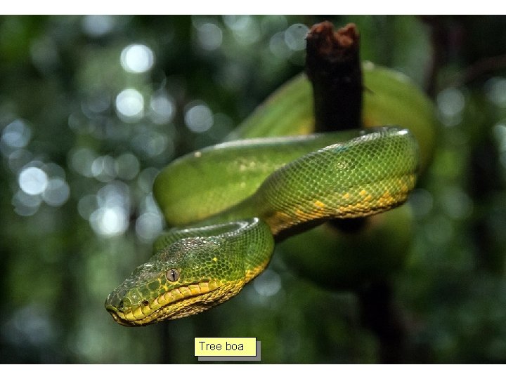 Tree boa 