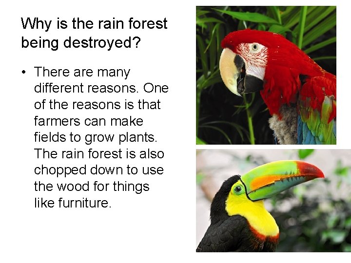 Why is the rain forest being destroyed? • There are many different reasons. One