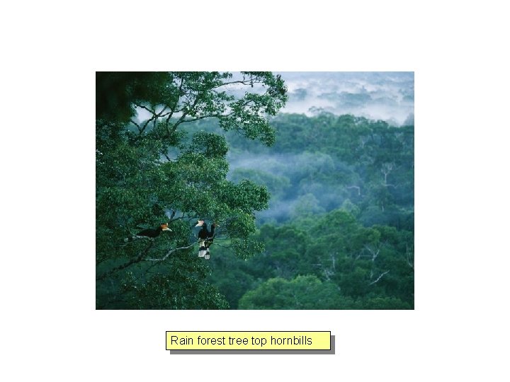 Rain forest tree top hornbills 