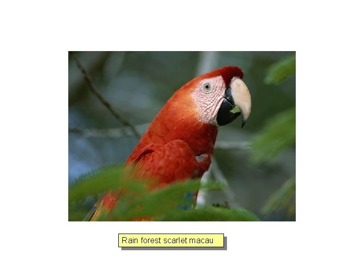 Rain forest scarlet macau 