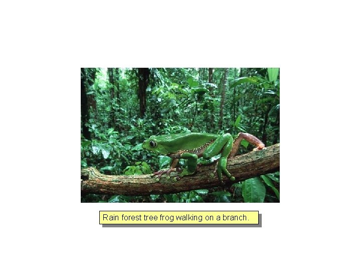 Rain forest tree frog walking on a branch. 