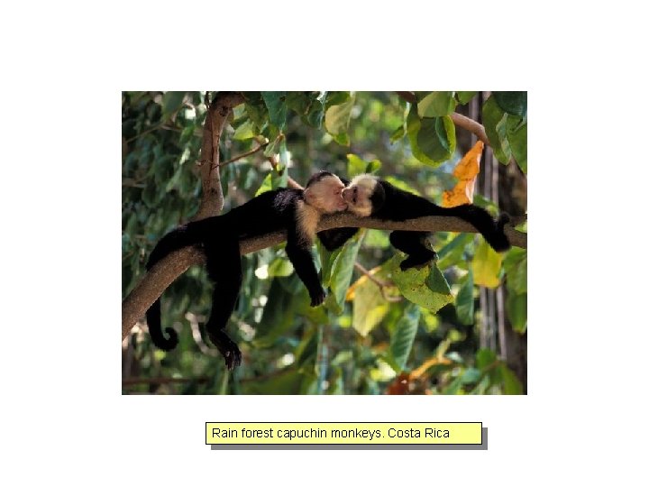 Rain forest capuchin monkeys. Costa Rica 