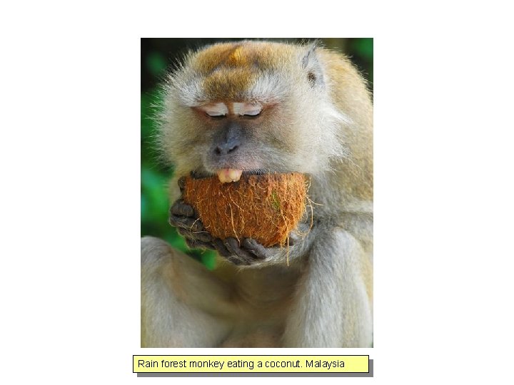 Rain forest monkey eating a coconut. Malaysia 