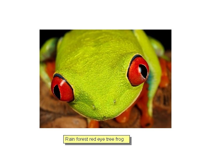 Rain forest red eye tree frog 