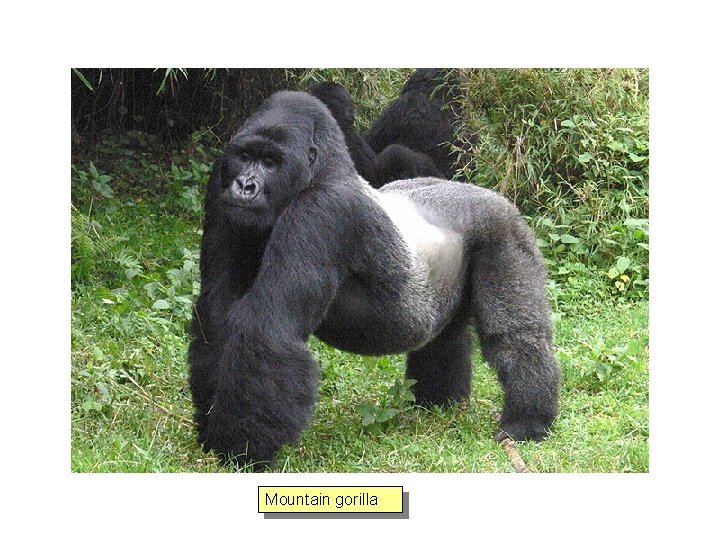 Mountain gorilla 