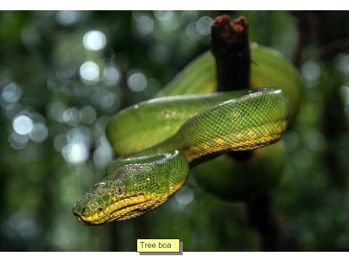 Tree boa 