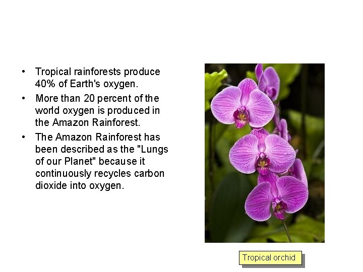  • Tropical rainforests produce 40% of Earth's oxygen. • More than 20 percent