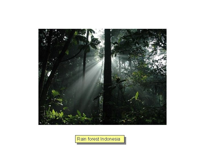 Rain forest Indonesia 