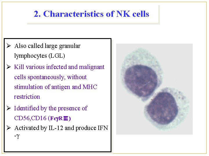 2. Characteristics of NK cells Ø Also called large granular lymphocytes (LGL) Ø Kill