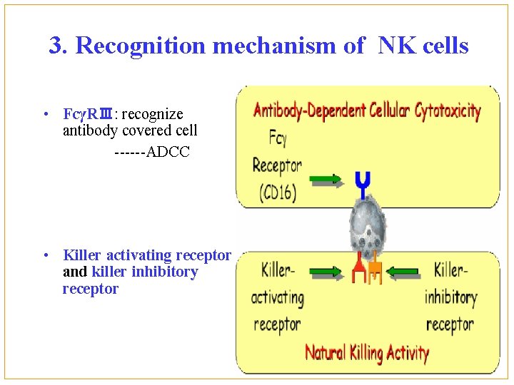 3. Recognition mechanism of NK cells • FcγRⅢ: recognize antibody covered cell ------ADCC •