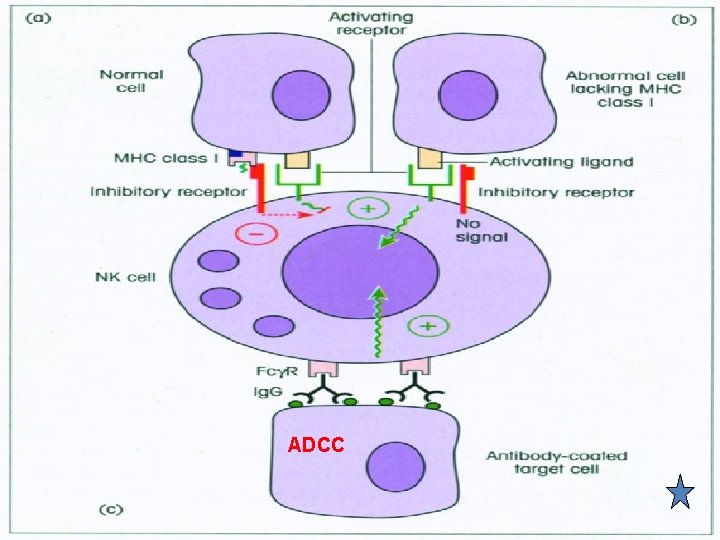 ADCC 