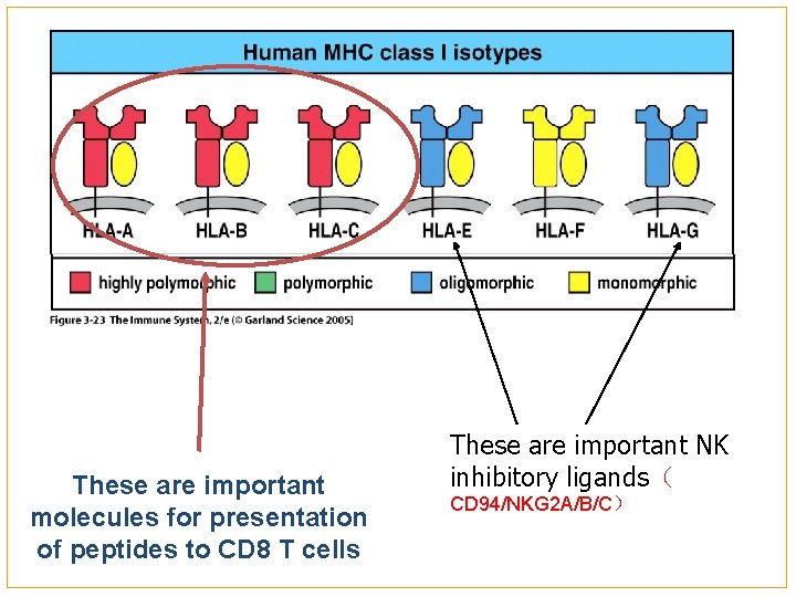 Figure 3 -23 These are important molecules for presentation of peptides to CD 8