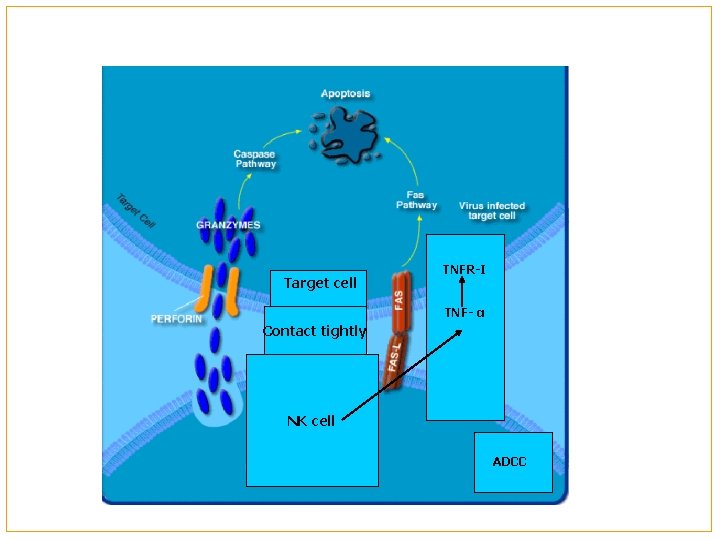 Target cell TNFR-I TNF- α Contact tightly NK cell ADCC 