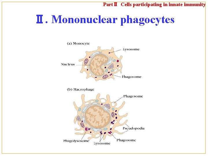 PartⅡ Cells participating in innate immunity Ⅱ. Mononuclear phagocytes 