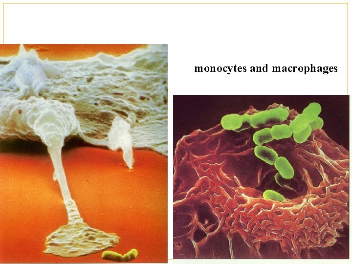 monocytes and macrophages 