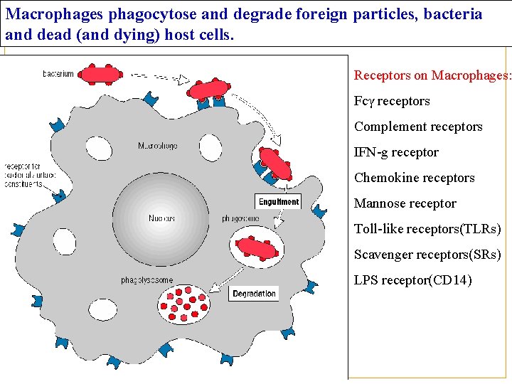 Macrophages phagocytose and degrade foreign particles, bacteria and dead (and dying) host cells. Receptors