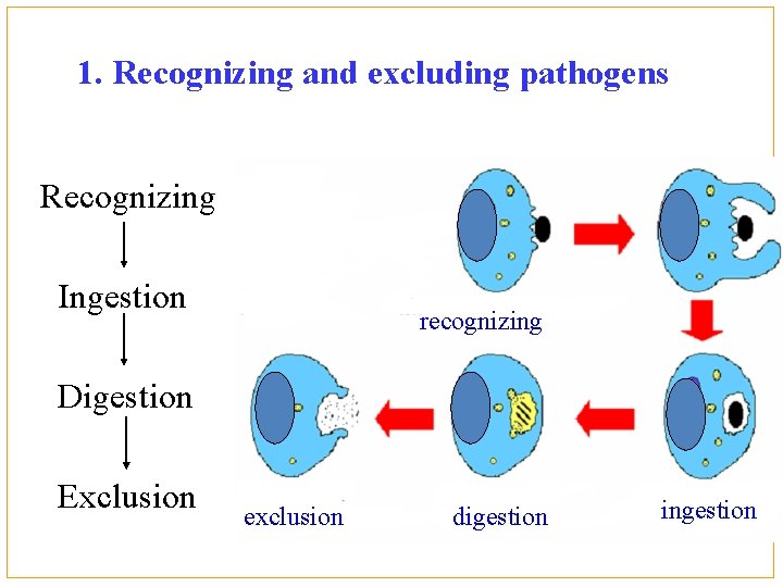 1. Recognizing and excluding pathogens Recognizing Ingestion recognizing Digestion Exclusion exclusion digestion ingestion 