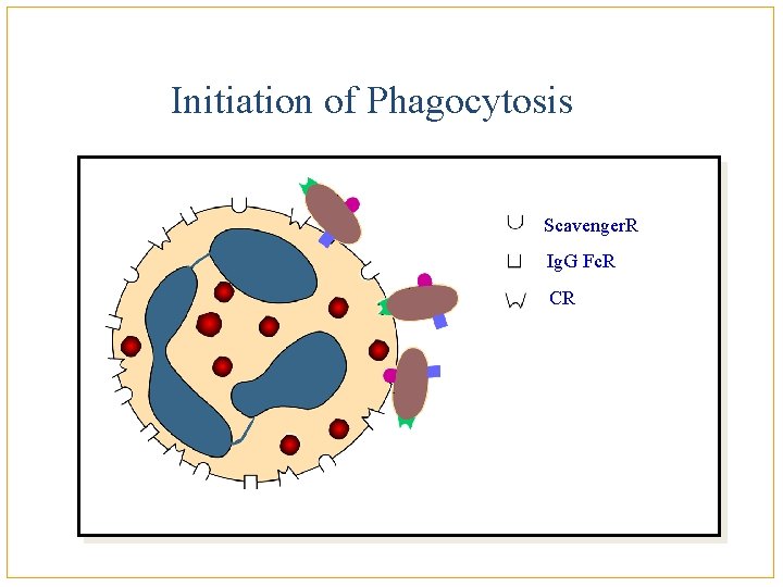 Initiation of Phagocytosis Scavenger. R Ig. G Fc. R CR 