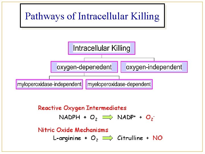 Pathways of Intracellular Killing 