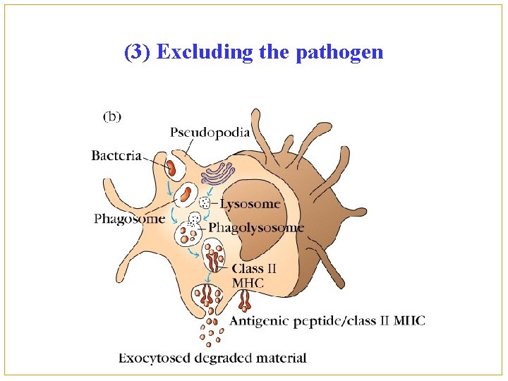 (3) Excluding the pathogen 