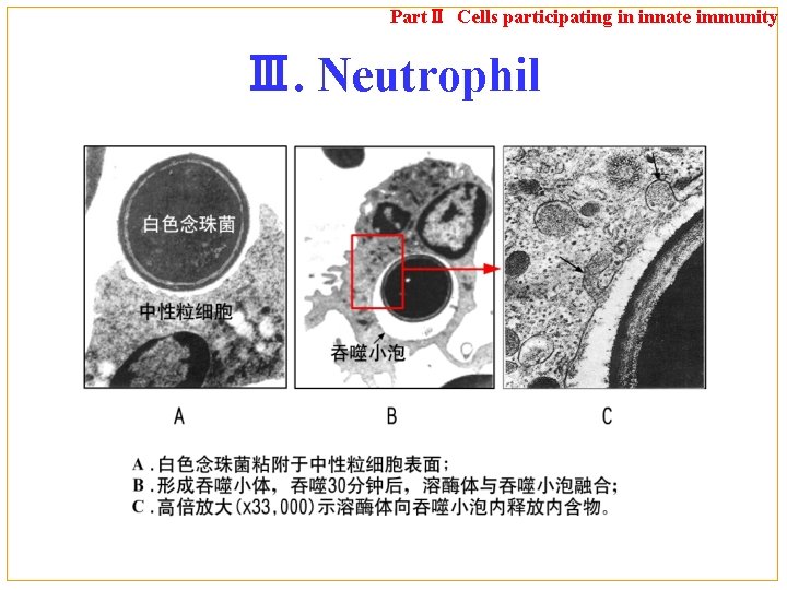 PartⅡ Cells participating in innate immunity Ⅲ. Neutrophil 