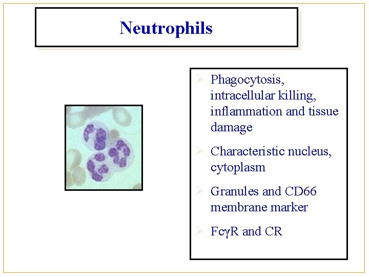 Neutrophils Ø Phagocytosis, intracellular killing, inflammation and tissue damage Ø Characteristic nucleus, cytoplasm Ø