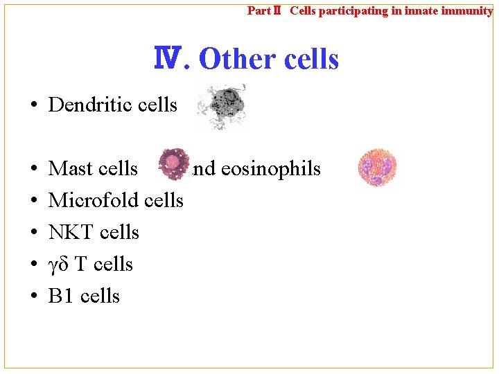 PartⅡ Cells participating in innate immunity Ⅳ. Other cells • Dendritic cells • •