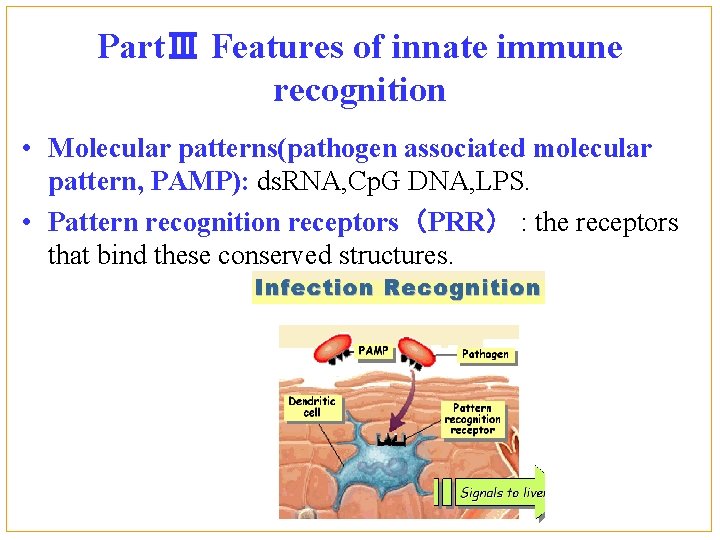 PartⅢ Features of innate immune recognition • Molecular patterns(pathogen associated molecular pattern, PAMP): ds.
