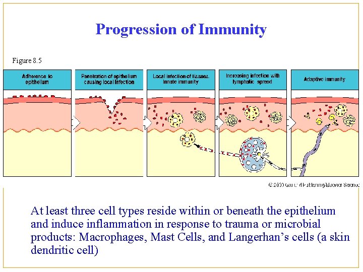 Progression of Immunity Figure 8. 5 At least three cell types reside within or
