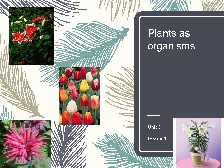 Plants as organisms Unit 3 Lesson 1 
