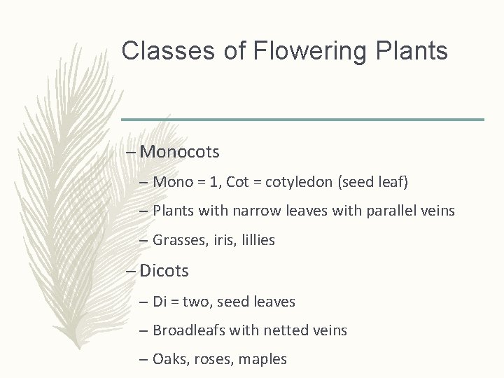 Classes of Flowering Plants – Monocots – Mono = 1, Cot = cotyledon (seed