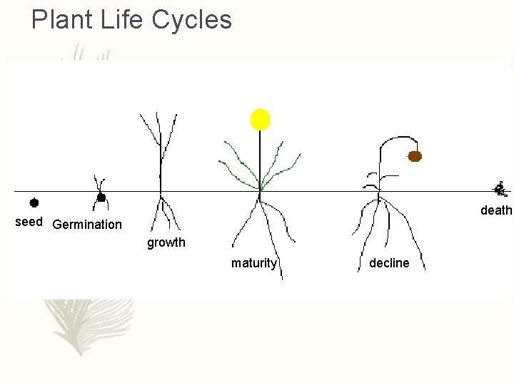 Plant Life Cycles Annual – Completes a life cycle from seed to death in