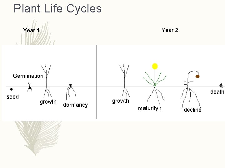 Plant Life Cycles Year 2 Year 1 Biennial – Takes two years to complete
