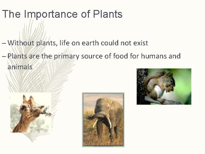 The Importance of Plants – Without plants, life on earth could not exist –
